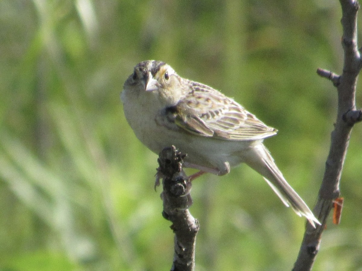 Grasshopper Sparrow - ML619679874