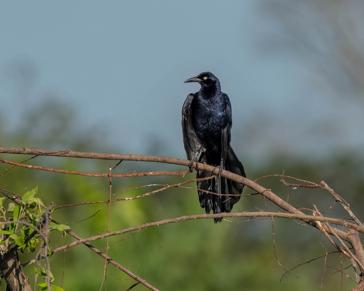 Great-tailed Grackle - ML619679906