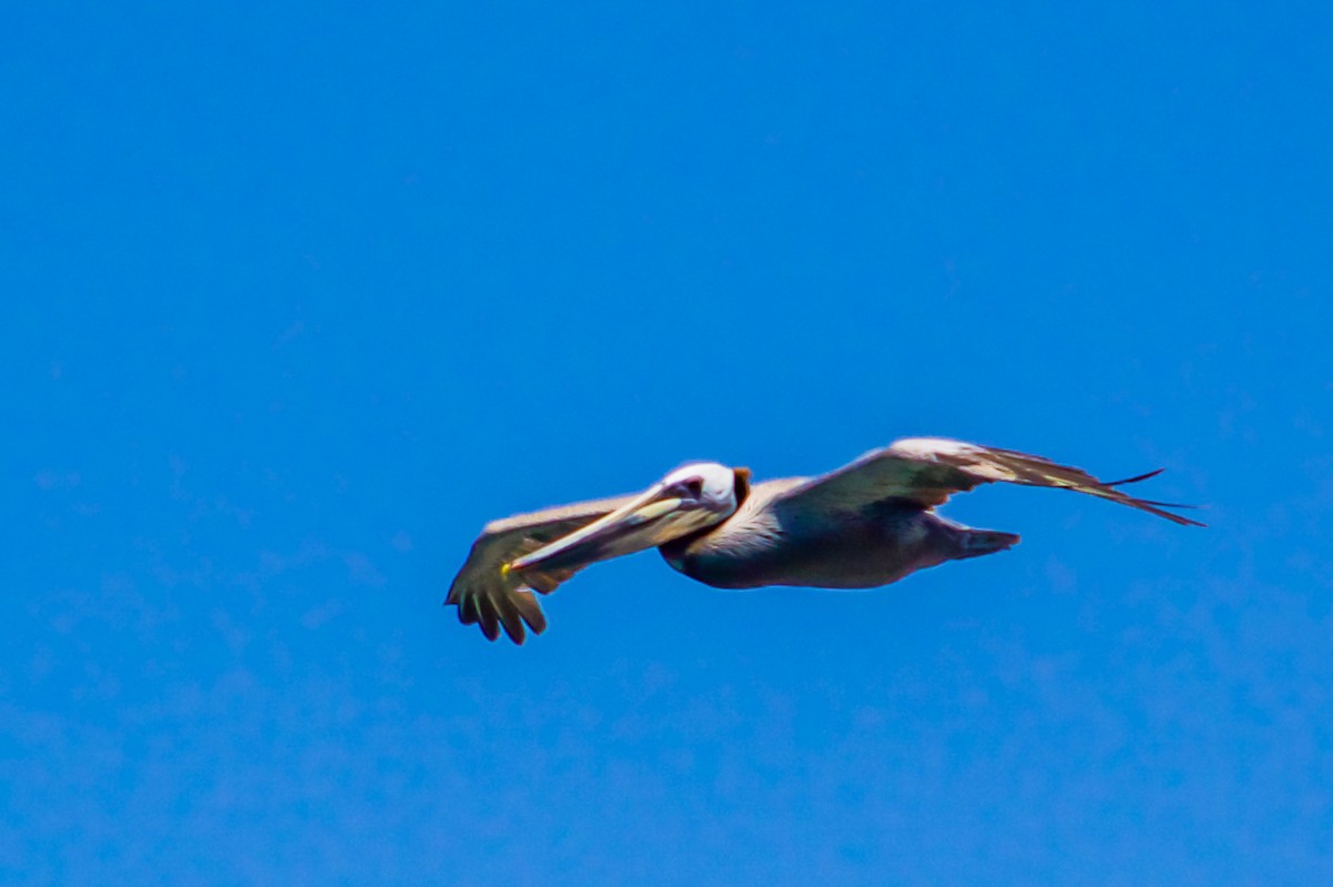 pelikán hnědý - ML619679918