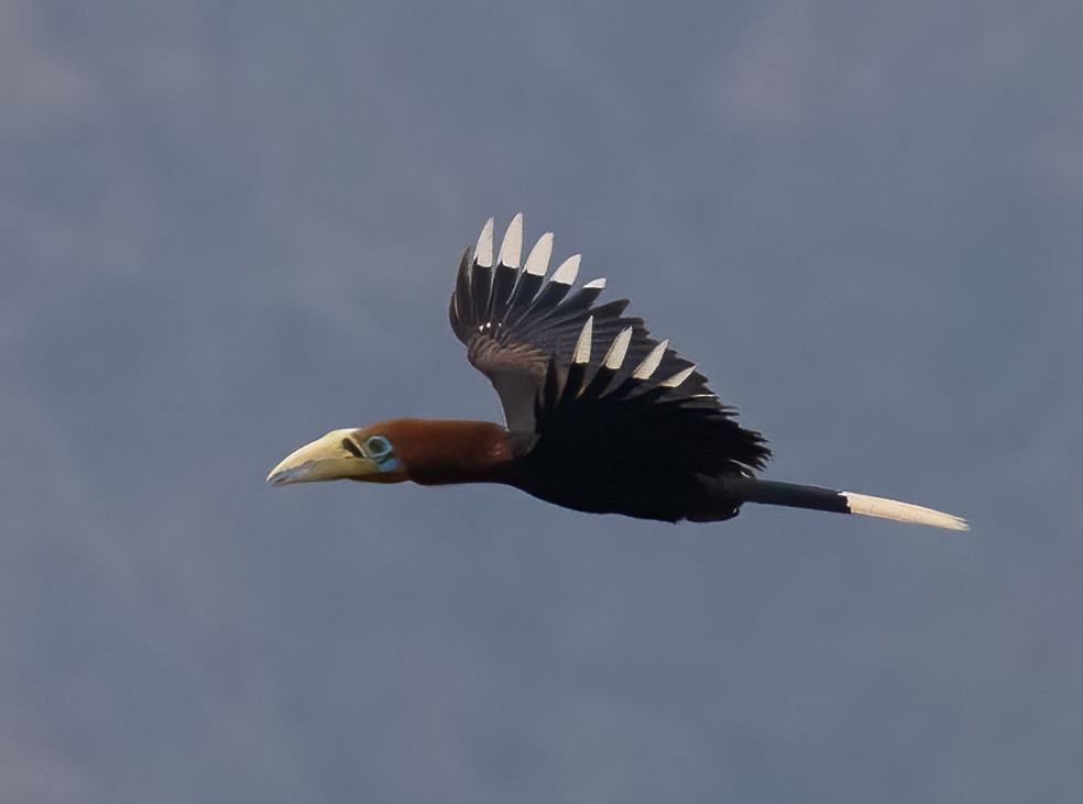Rufous-necked Hornbill - ML619679946