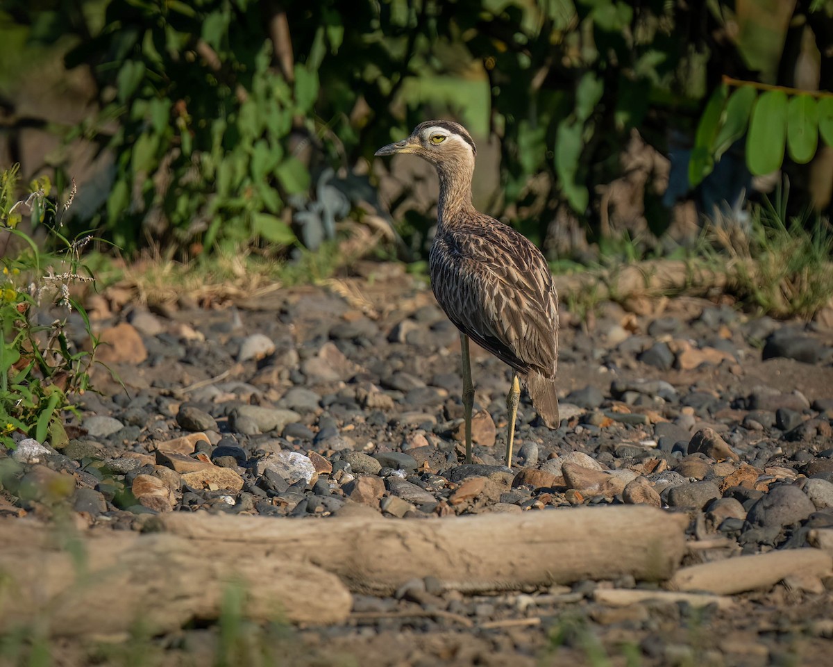 Double-striped Thick-knee - ML619679965