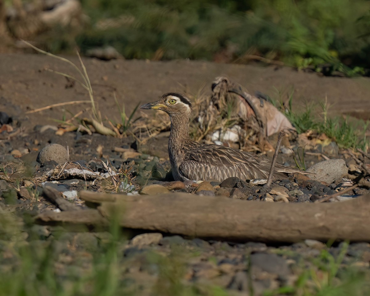 Double-striped Thick-knee - ML619679966
