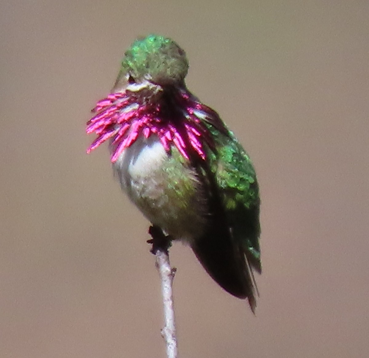 Calliope Hummingbird - ML619679973