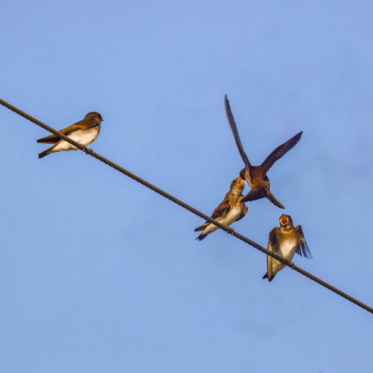 Northern Rough-winged Swallow - ML619679983