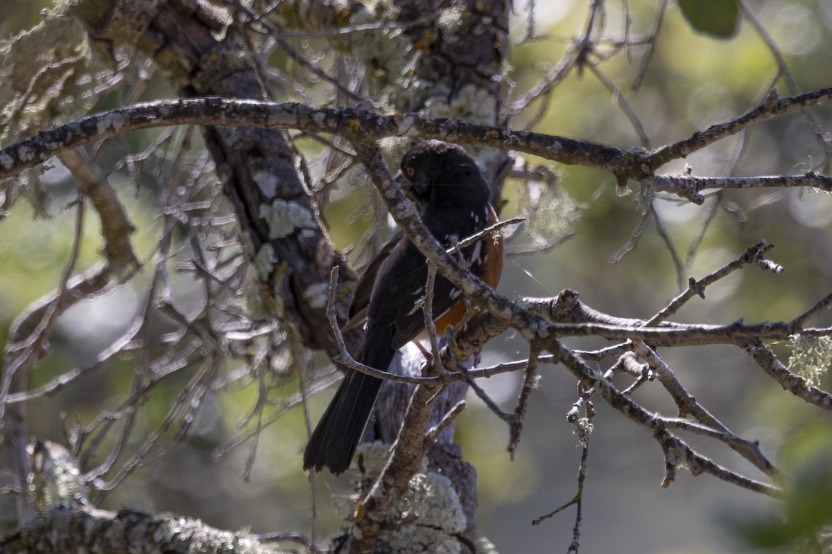 Spotted Towhee - ML619680014