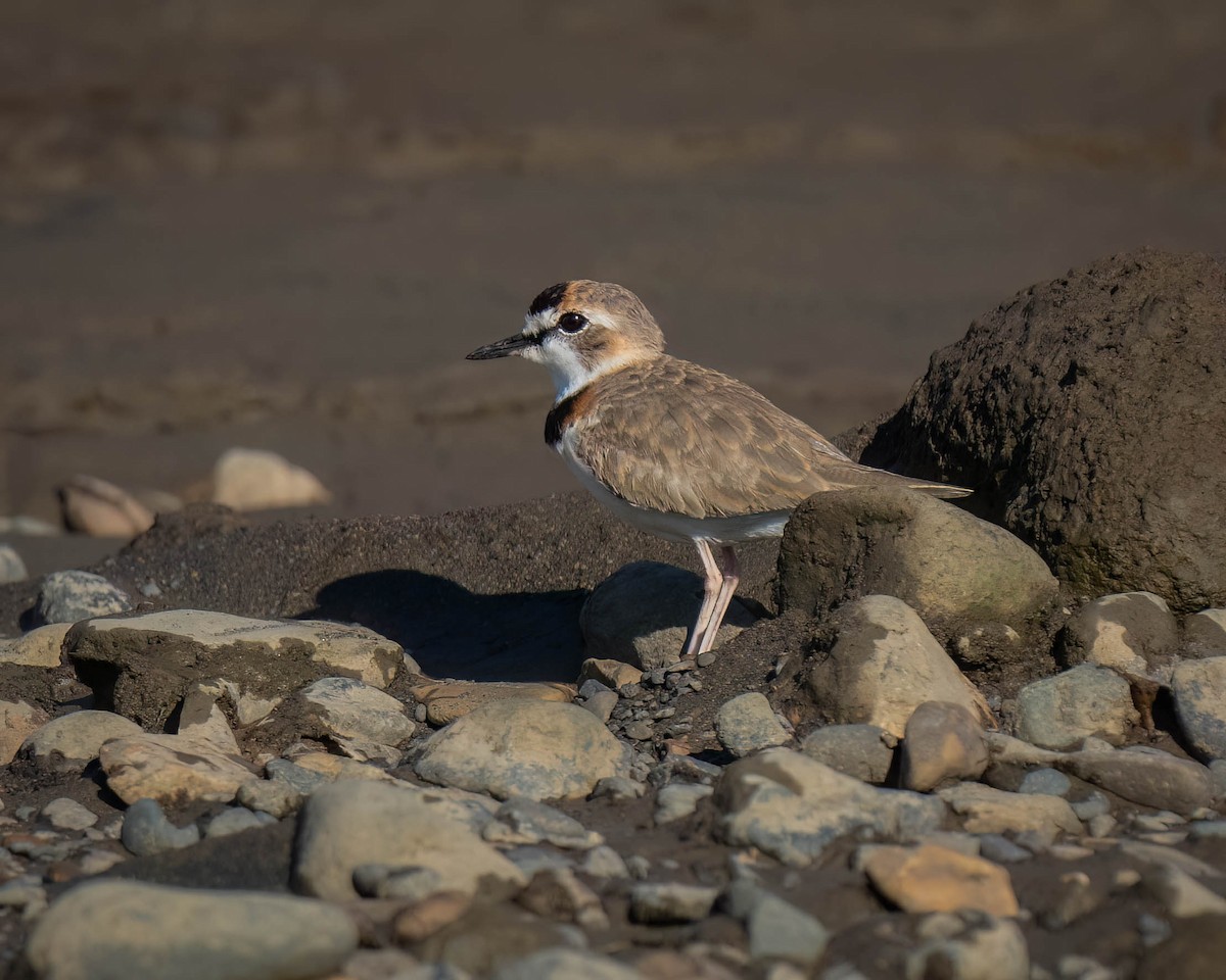 Collared Plover - ML619680021