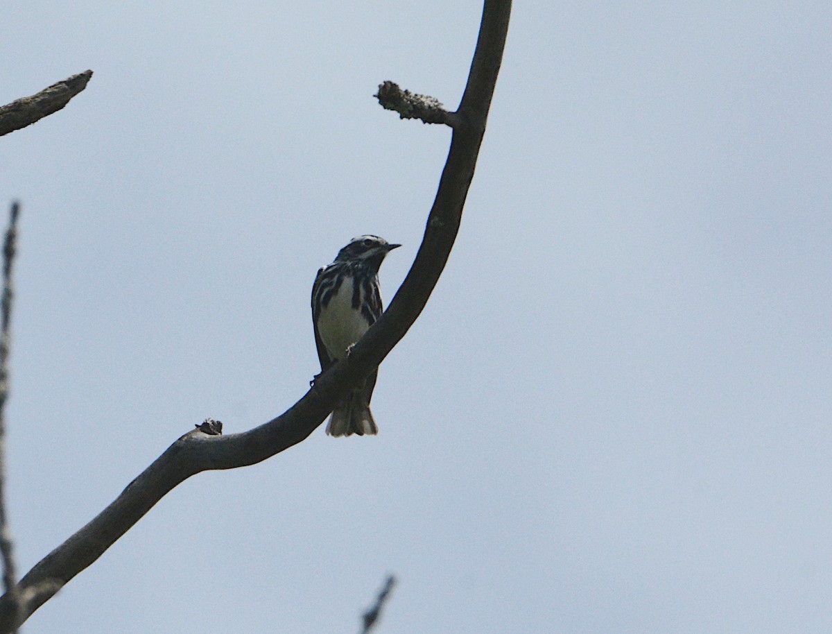 Black-and-white Warbler - ML619680054