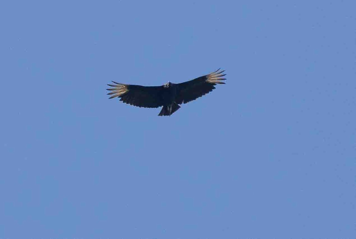 Black Vulture - ML619680057