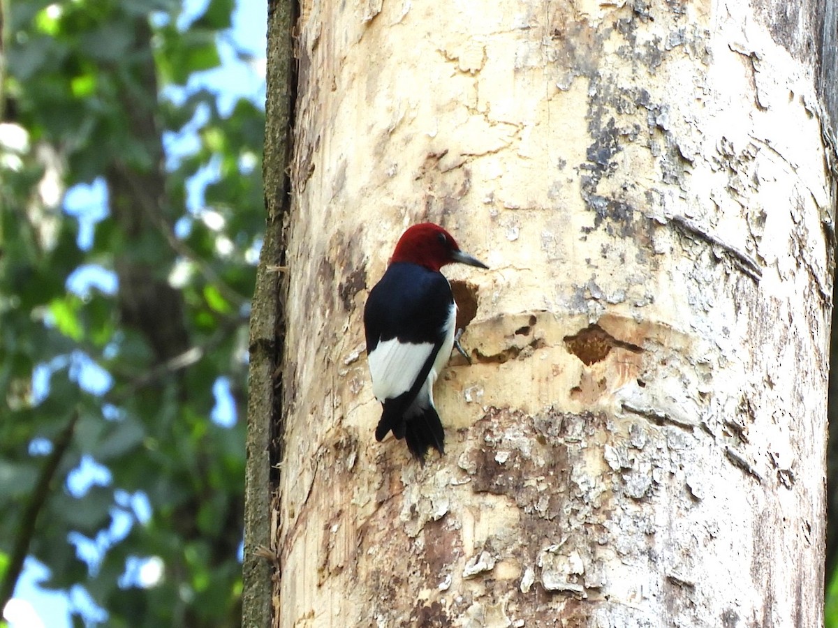 Red-headed Woodpecker - ML619680075