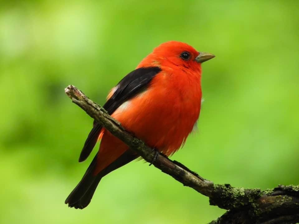 Scarlet Tanager - ML619680099