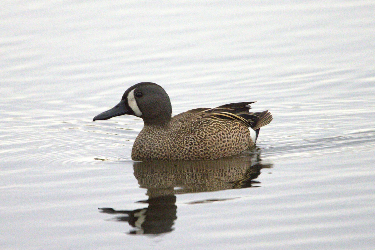 Blue-winged Teal - ML619680101