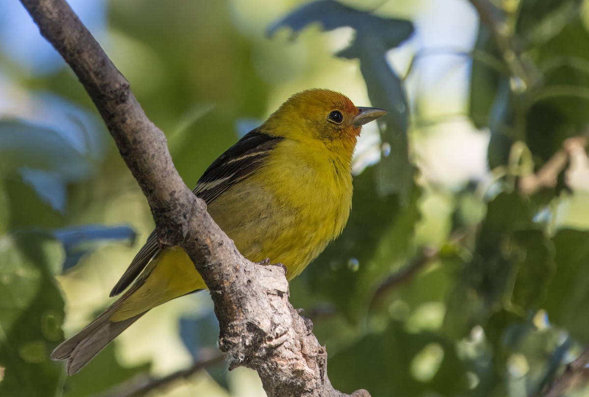 Western Tanager - ML619680123