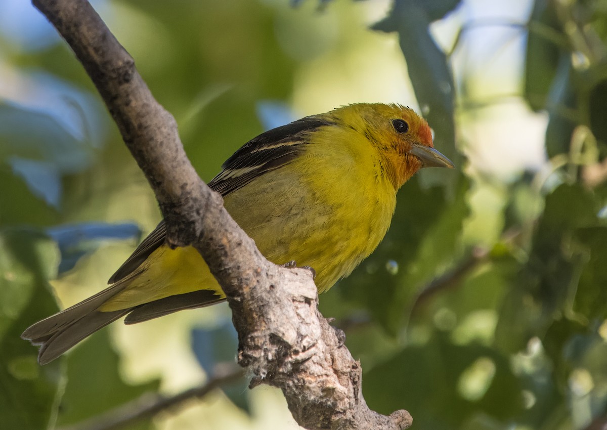 Western Tanager - ML619680125