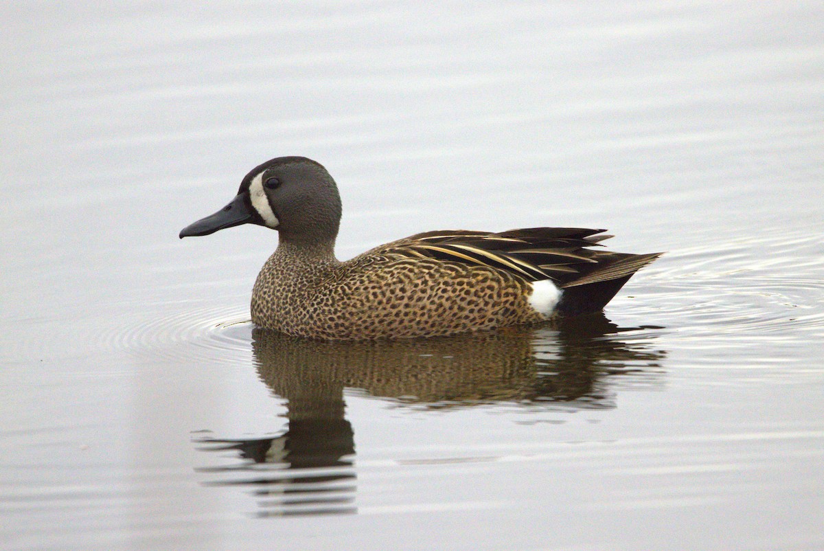 Blue-winged Teal - ML619680135