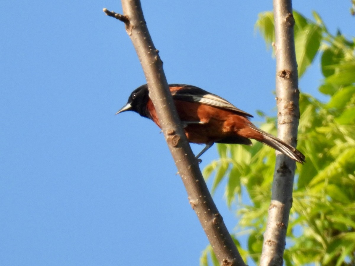 Orchard Oriole - ML619680158