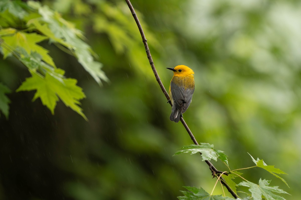 Prothonotary Warbler - ML619680245