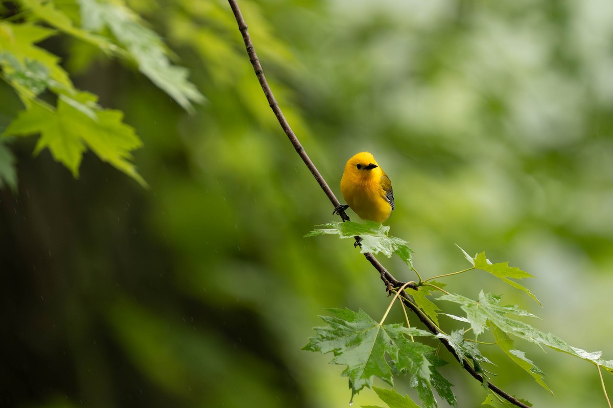 Prothonotary Warbler - ML619680246