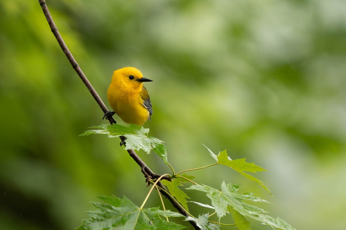 Prothonotary Warbler - ML619680247