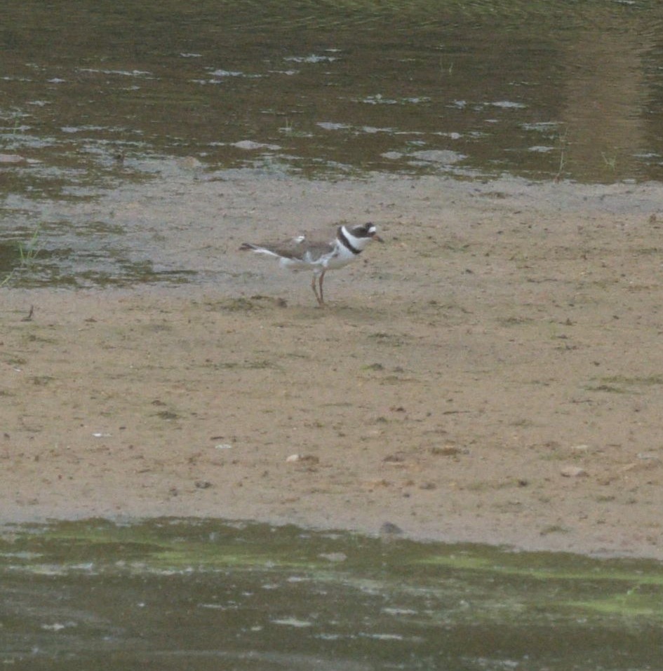 Semipalmated Plover - ML619680311