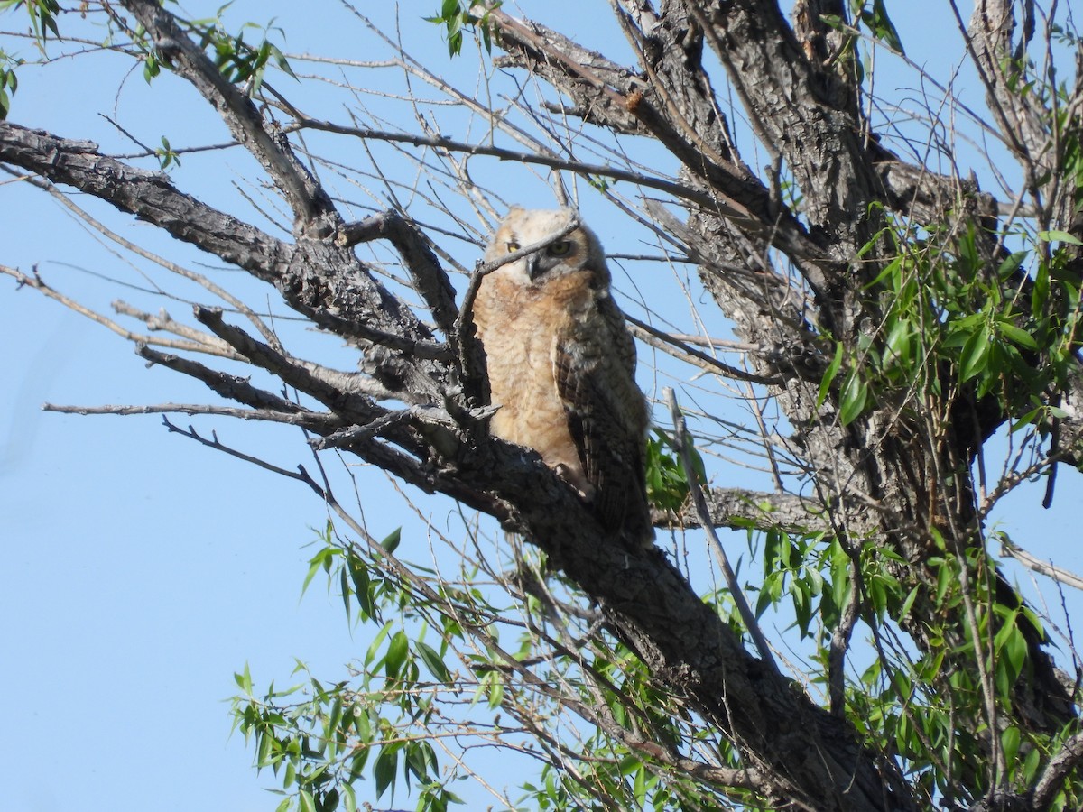 Great Horned Owl - ML619680316