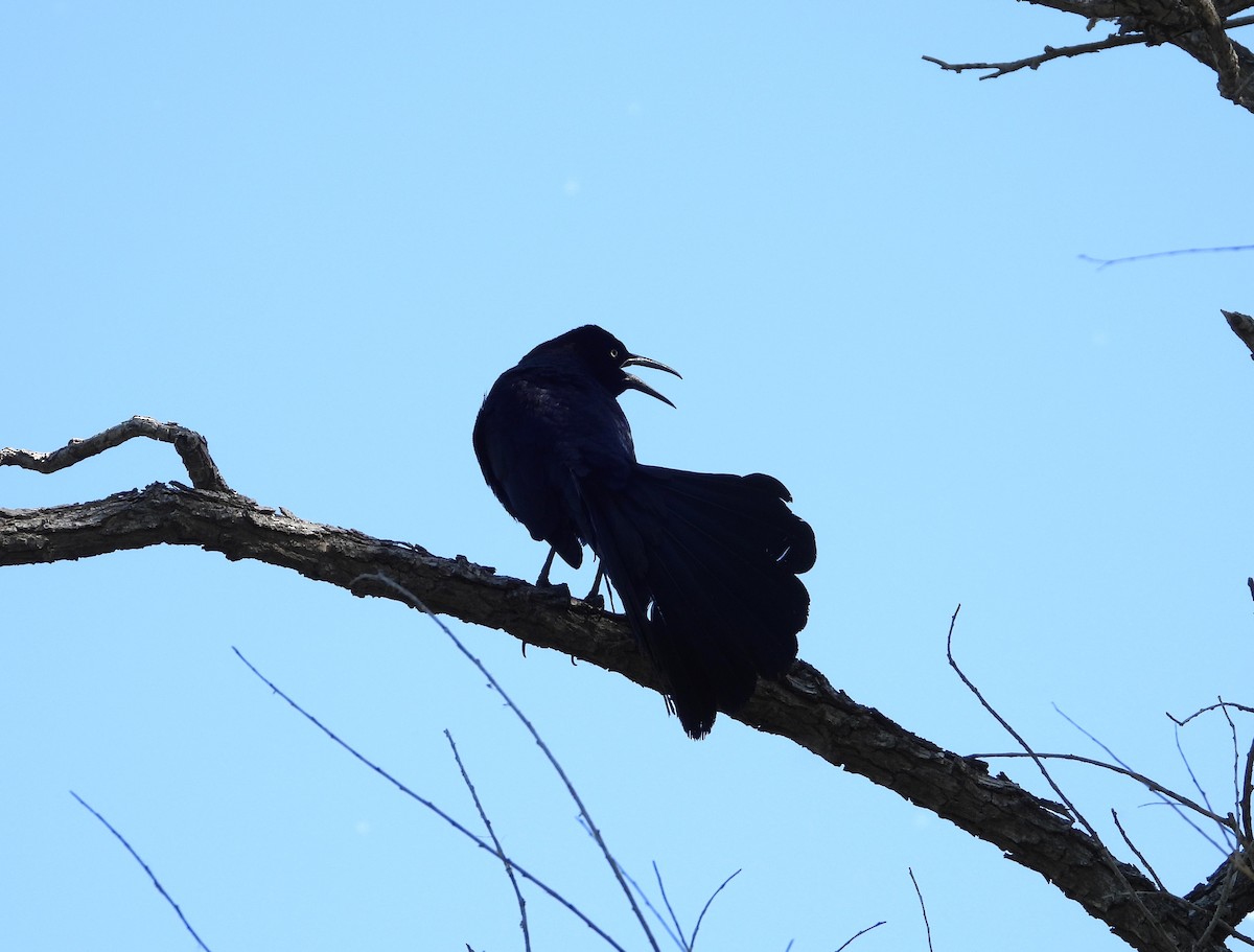 Great-tailed Grackle - ML619680360