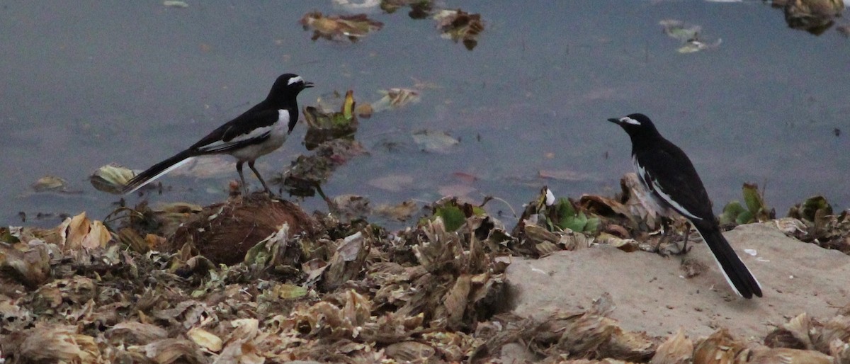 White-browed Wagtail - ML619680362
