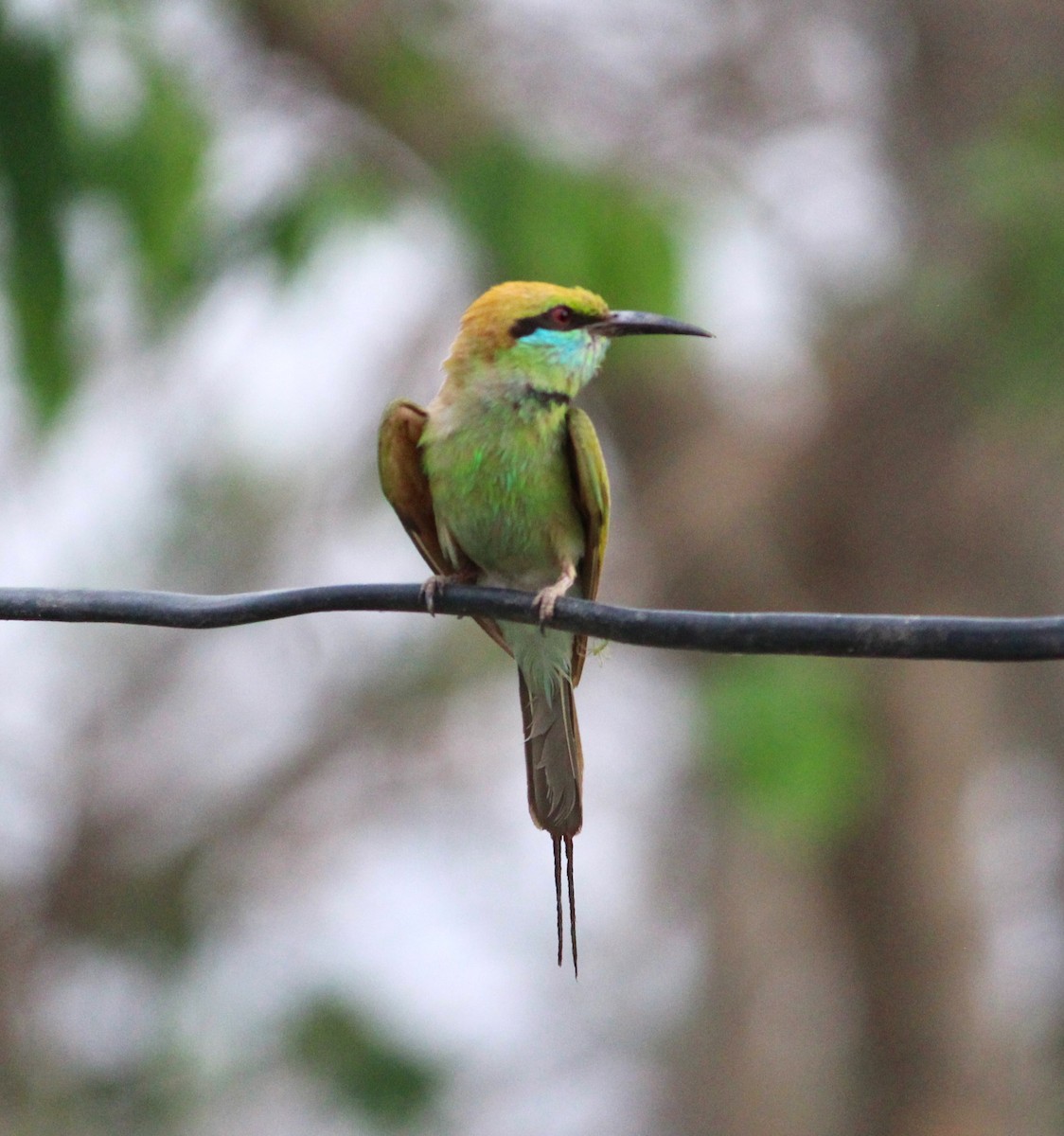 Asian Green Bee-eater - ML619680380