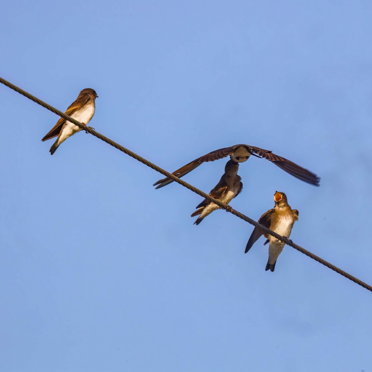Northern Rough-winged Swallow - ML619680385