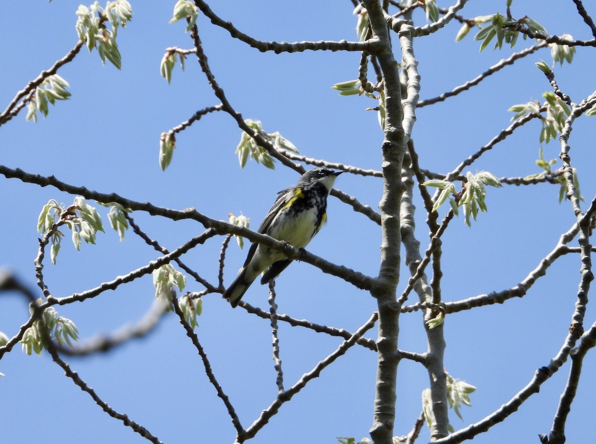 Yellow-rumped Warbler (Myrtle) - ML619680413