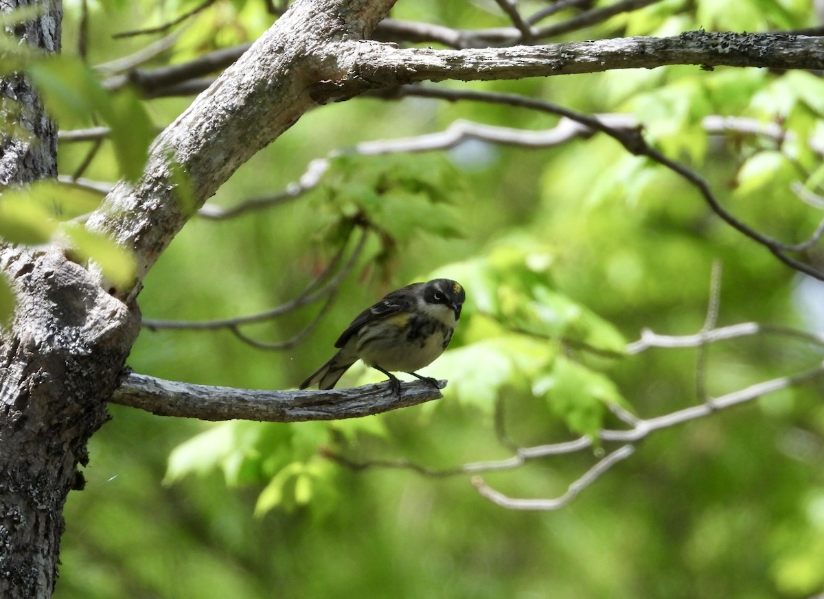 Yellow-rumped Warbler (Myrtle) - ML619680414