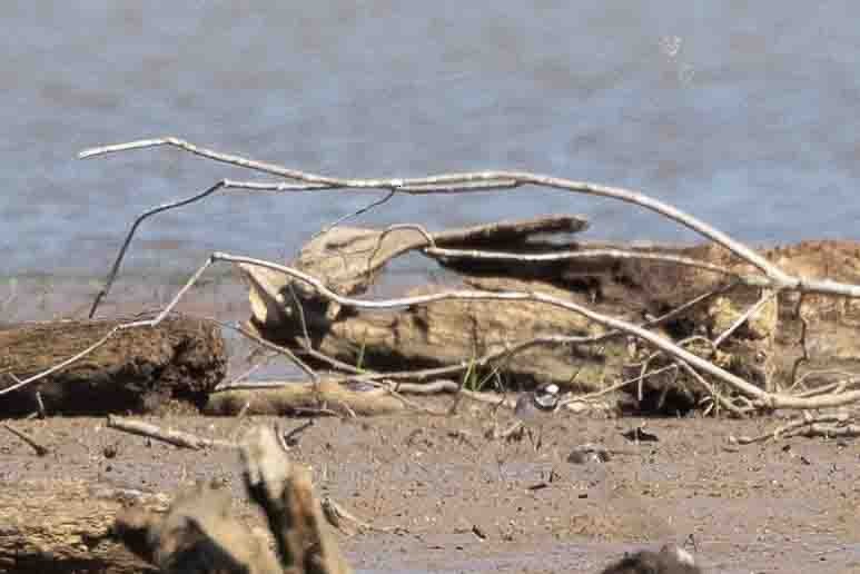 Semipalmated Plover - ML619680470