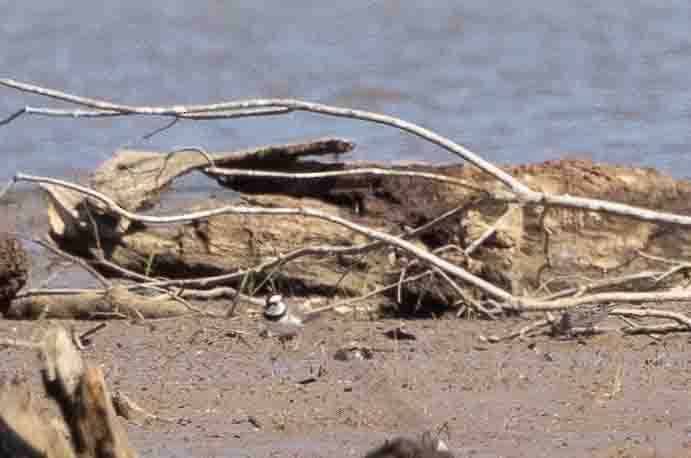 Semipalmated Plover - ML619680471