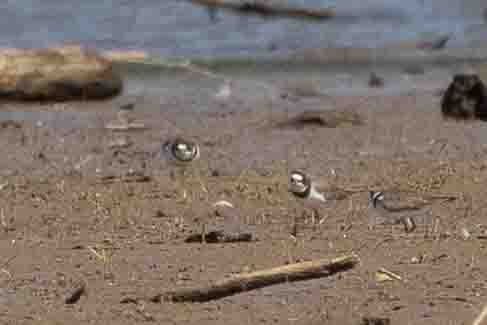 Semipalmated Plover - ML619680472