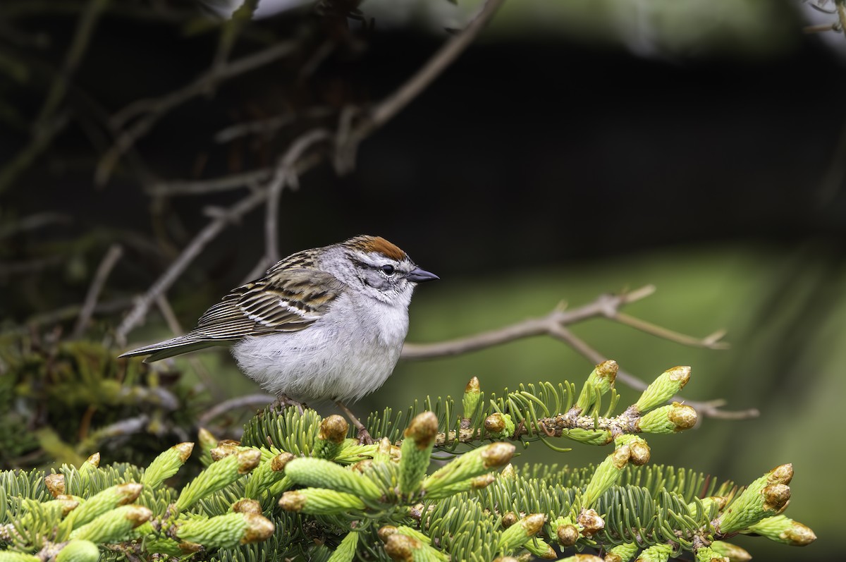 Chipping Sparrow - ML619680487