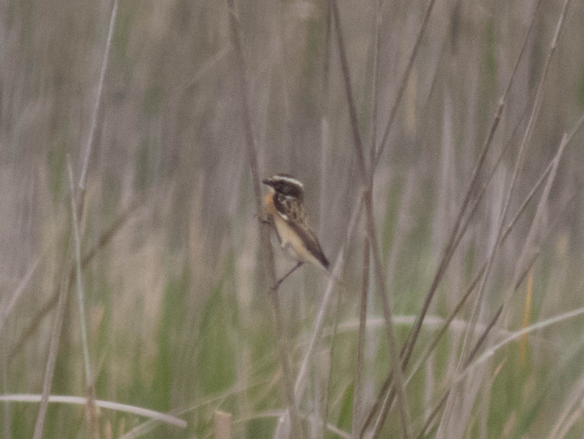 Whinchat - ML619680497