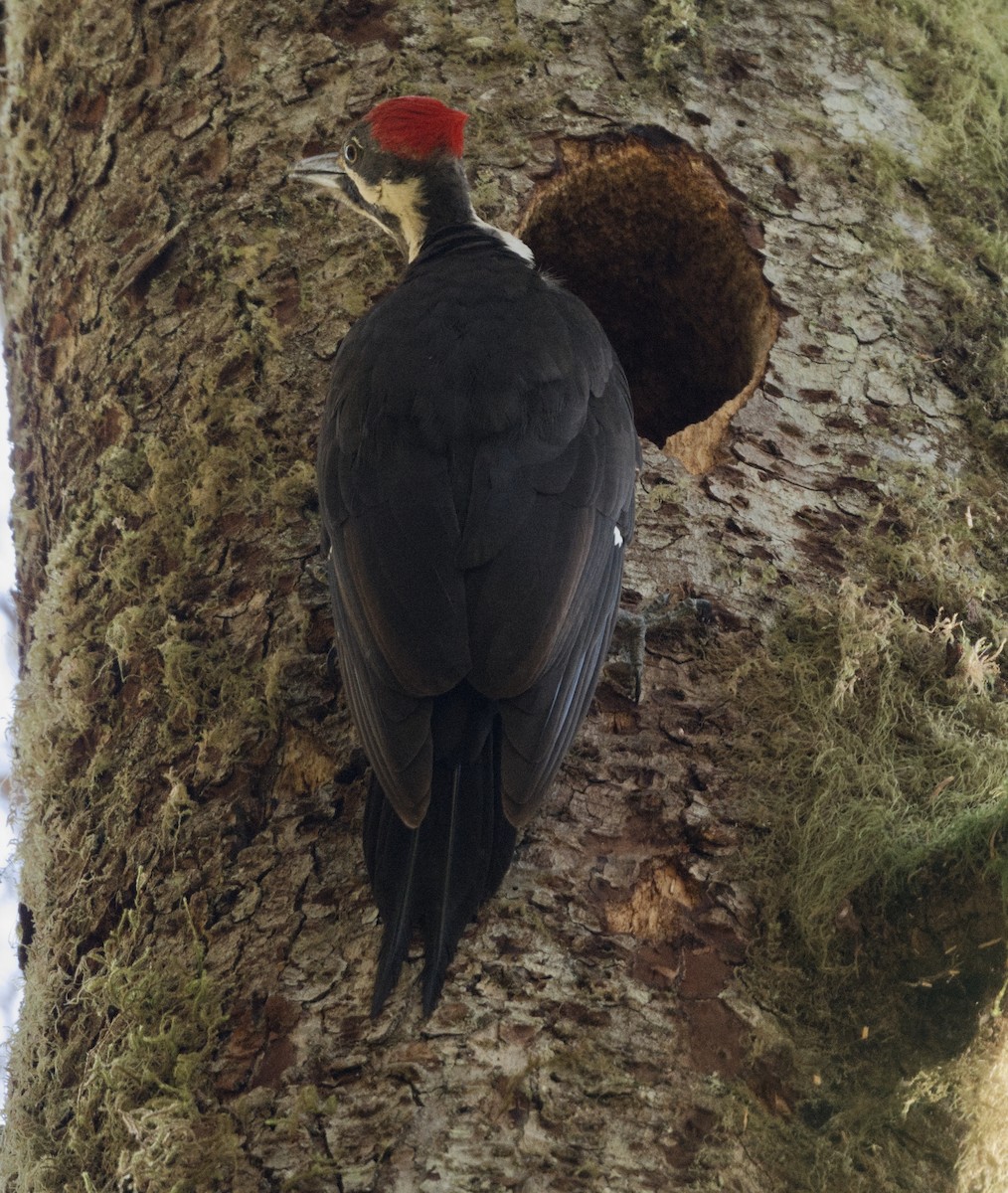 Pileated Woodpecker - ML619680512