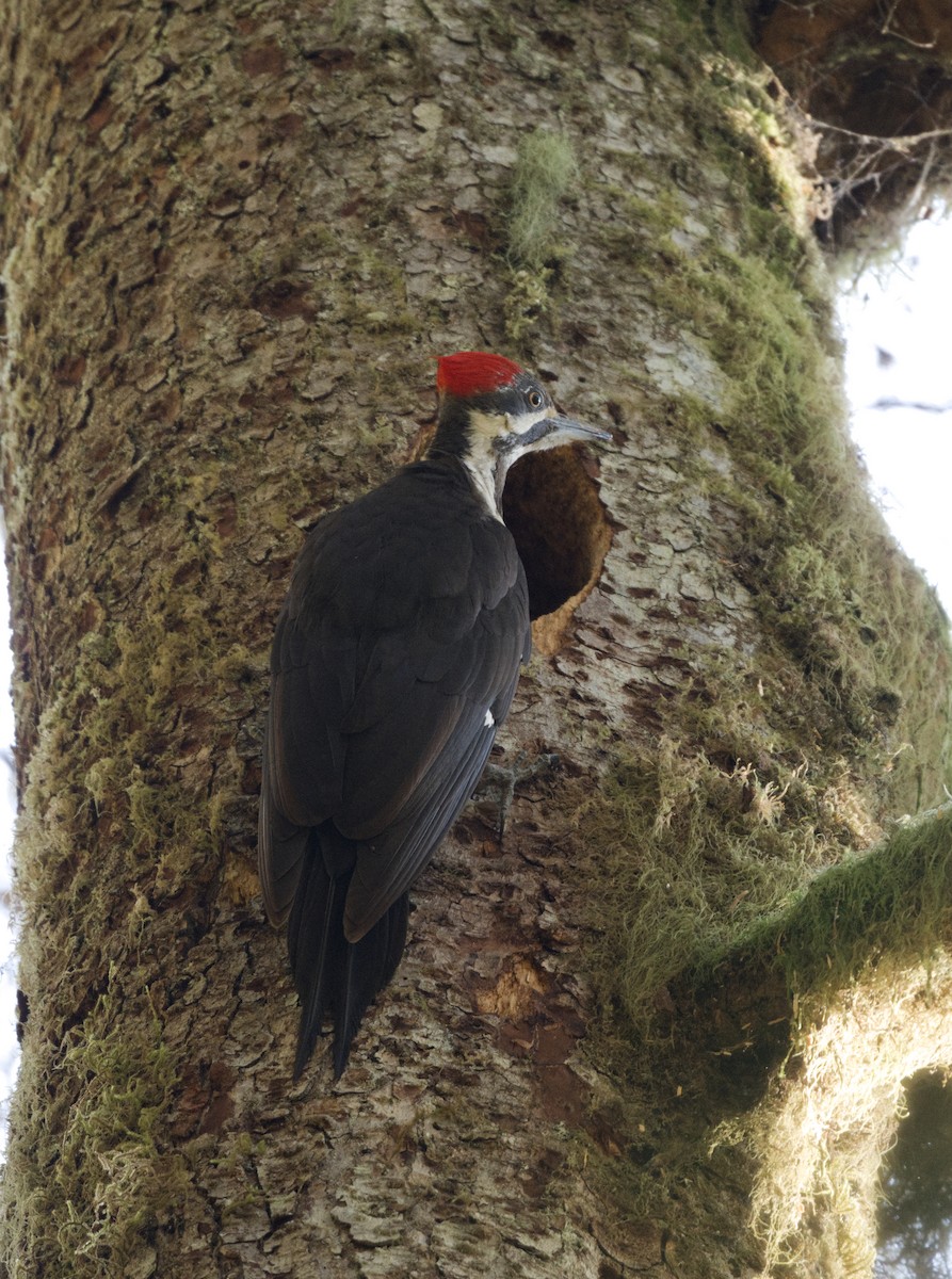 Pileated Woodpecker - ML619680518