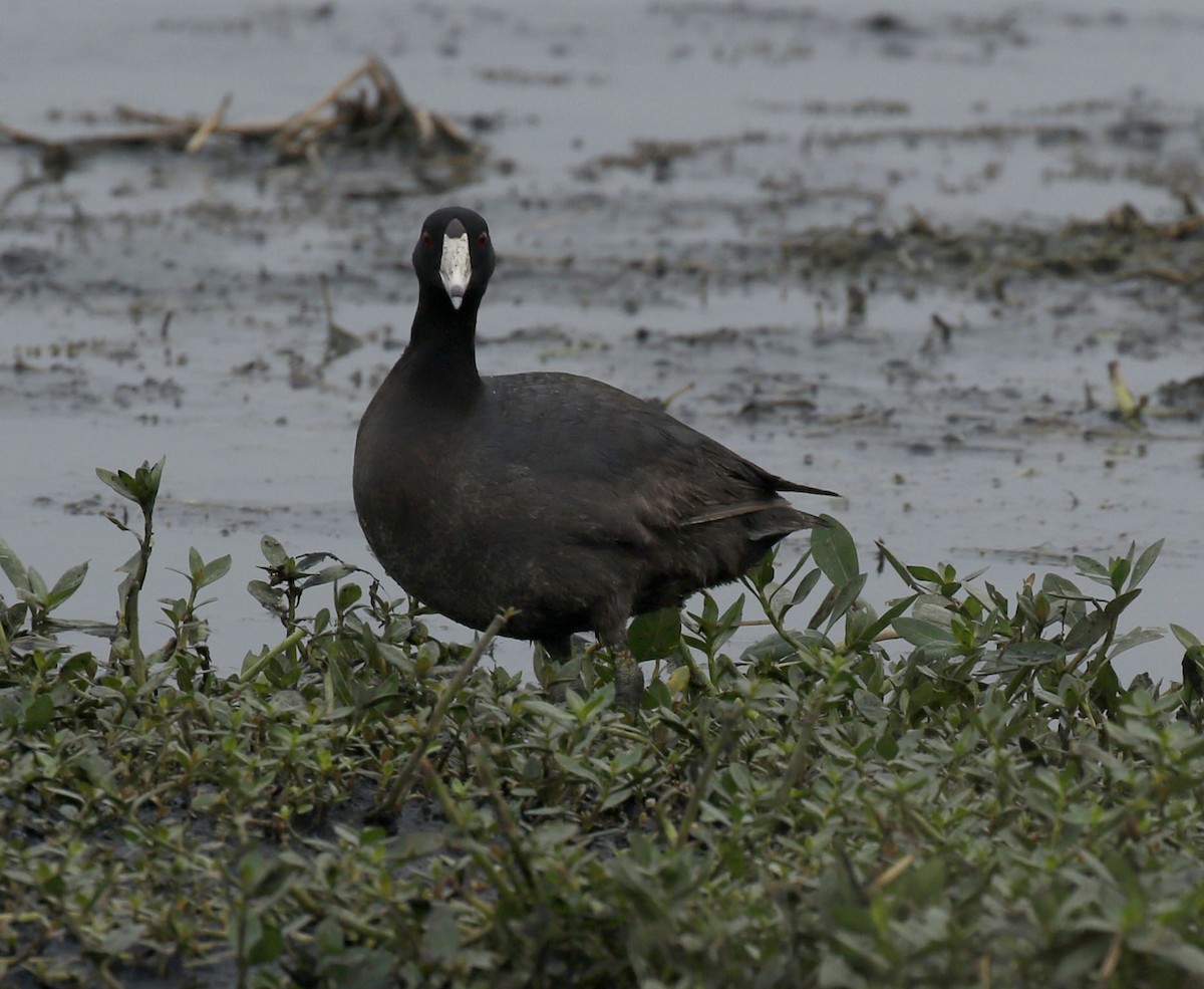 American Coot (Red-shielded) - ML619680523