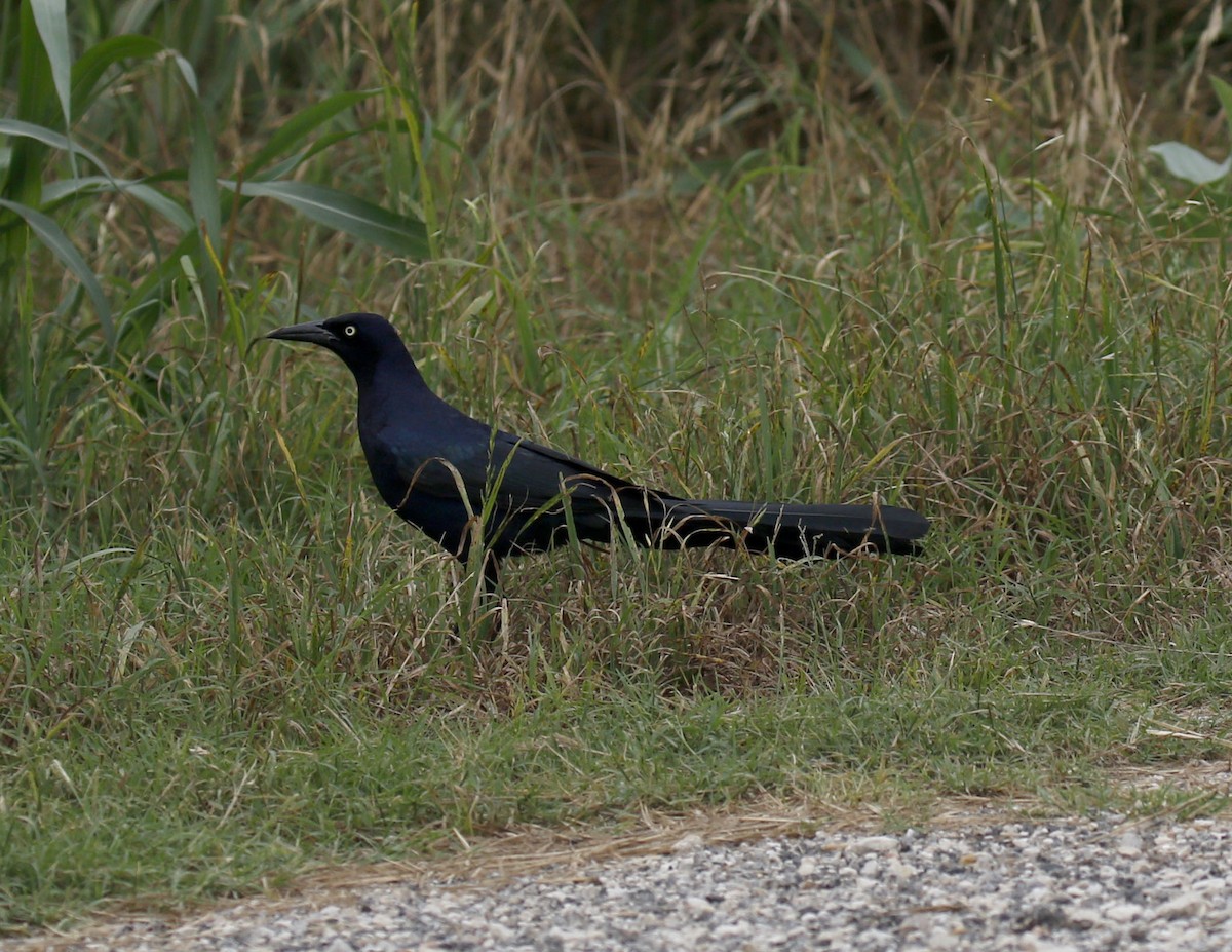 Great-tailed Grackle - ML619680547