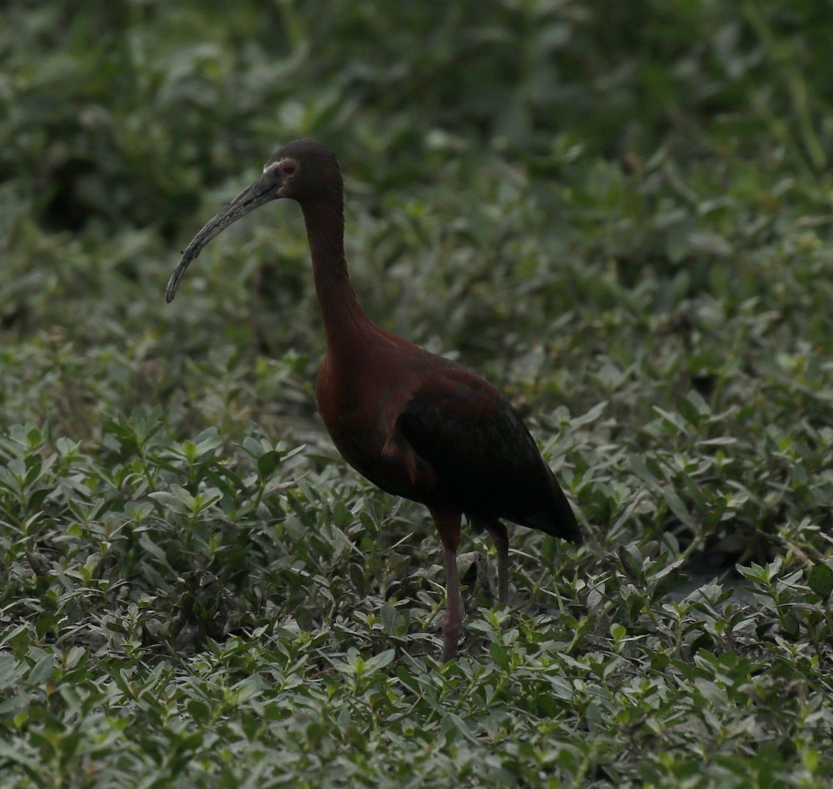 ibis americký - ML619680594
