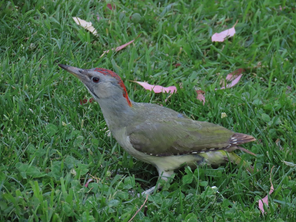 Iberian Green Woodpecker - ML619680616
