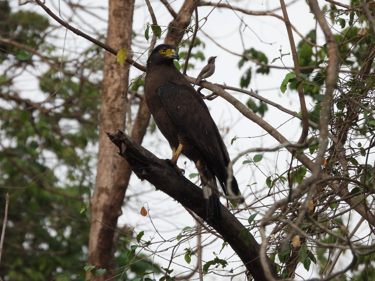 Crested Serpent-Eagle - ML619680645