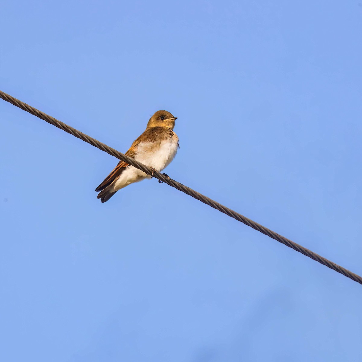Northern Rough-winged Swallow - ML619680649