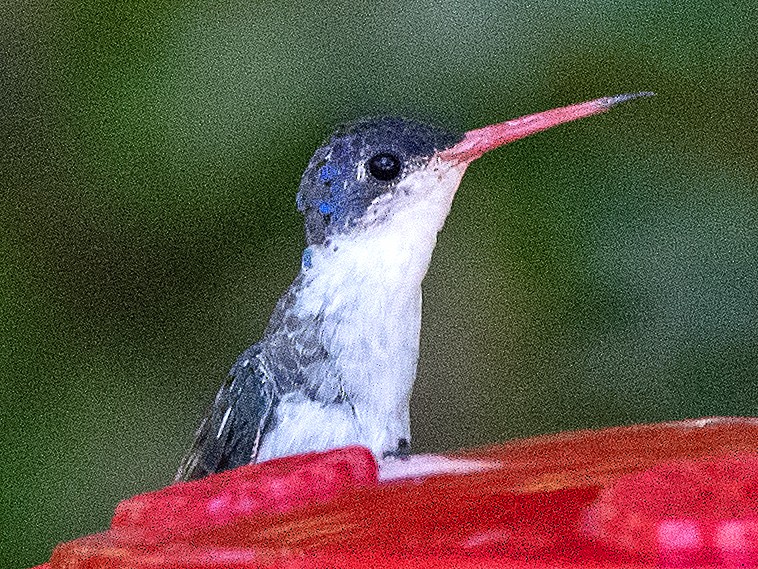 Violet-crowned Hummingbird - ML619680685
