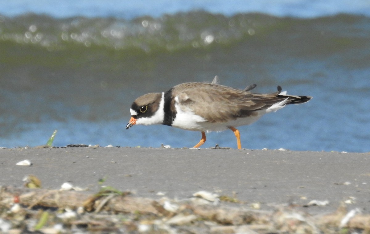 Semipalmated Plover - ML619680702