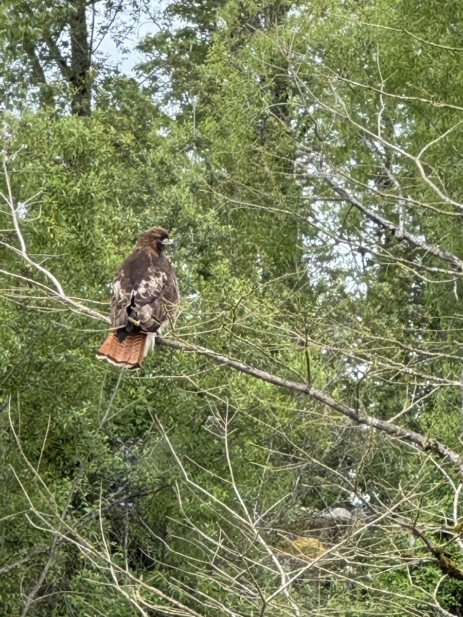 Red-tailed Hawk - ML619680704
