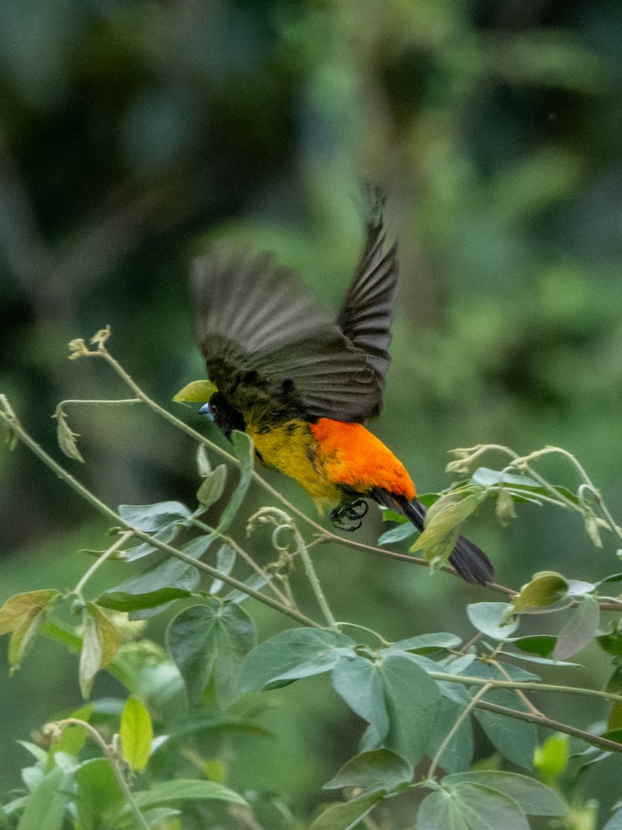 Flame-rumped Tanager - ML619680733