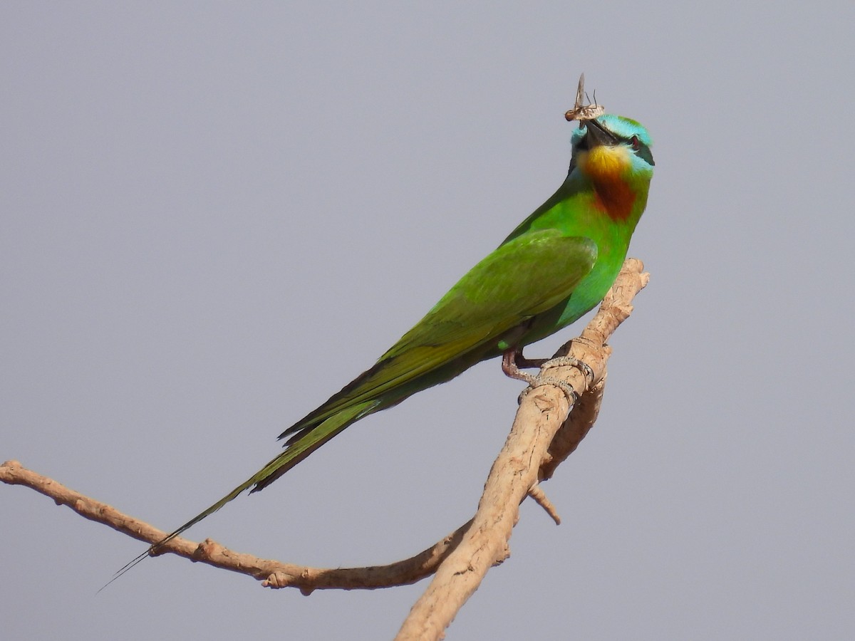 Blue-cheeked Bee-eater - ML619680737