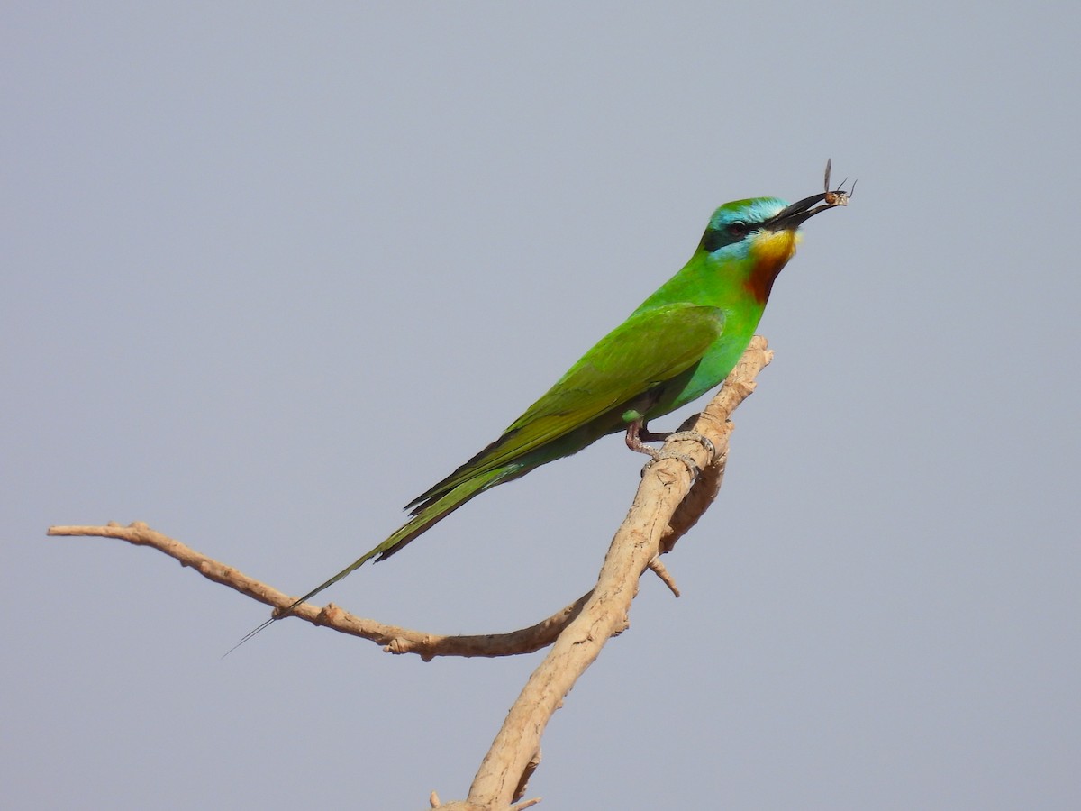 Blue-cheeked Bee-eater - ML619680738
