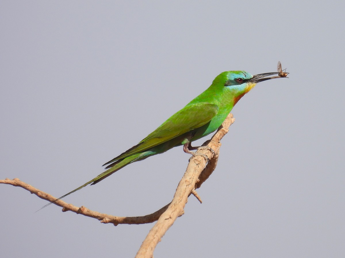 Blue-cheeked Bee-eater - ML619680739